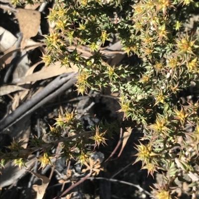 Pultenaea procumbens (Bush Pea) at Tidbinbilla Nature Reserve - 19 Jun 2022 by Tapirlord