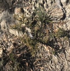 Pultenaea procumbens at Paddys River, ACT - 19 Jun 2022