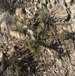 Pultenaea procumbens at Paddys River, ACT - 19 Jun 2022