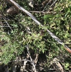 Mentha diemenica (Wild Mint, Slender Mint) at Tidbinbilla Nature Reserve - 19 Jun 2022 by Tapirlord