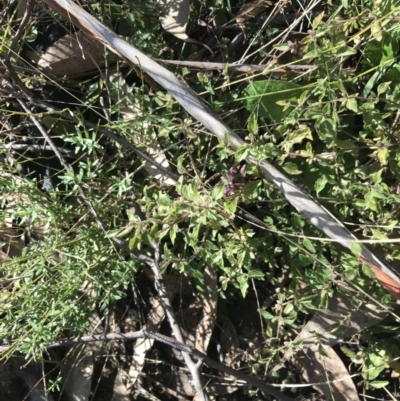 Mentha diemenica (Wild Mint, Slender Mint) at Paddys River, ACT - 19 Jun 2022 by Tapirlord