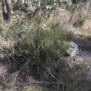 Dianella revoluta var. revoluta at Paddys River, ACT - 19 Jun 2022