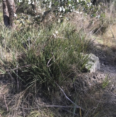 Dianella revoluta var. revoluta (Black-Anther Flax Lily) at Tidbinbilla Nature Reserve - 19 Jun 2022 by Tapirlord