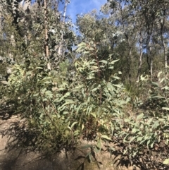 Acacia falciformis (Broad-leaved Hickory) at Tidbinbilla Nature Reserve - 19 Jun 2022 by Tapirlord