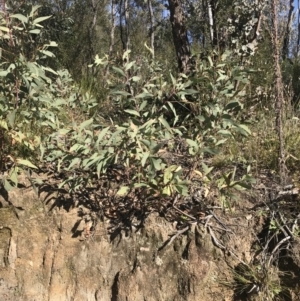 Acacia falciformis at Paddys River, ACT - 19 Jun 2022