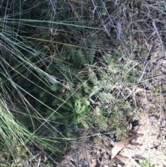 Persoonia chamaepeuce at Paddys River, ACT - 19 Jun 2022