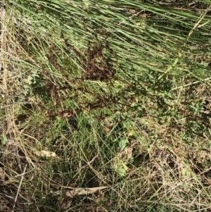 Hypericum perforatum at Paddys River, ACT - 19 Jun 2022 12:00 PM