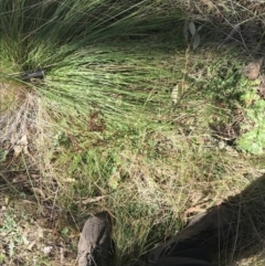 Hypericum perforatum at Paddys River, ACT - 19 Jun 2022 12:00 PM