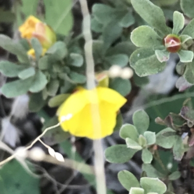 Hibbertia obtusifolia (Grey Guinea-flower) at Tidbinbilla Nature Reserve - 19 Jun 2022 by Tapirlord