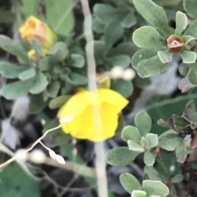 Hibbertia obtusifolia (Grey Guinea-flower) at Paddys River, ACT - 19 Jun 2022 by Tapirlord