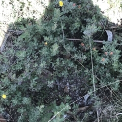 Hibbertia obtusifolia at Paddys River, ACT - 19 Jun 2022
