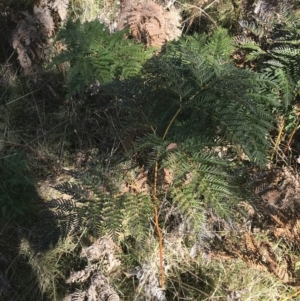 Pteridium esculentum at Paddys River, ACT - 19 Jun 2022