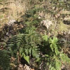 Pteridium esculentum at Paddys River, ACT - 19 Jun 2022