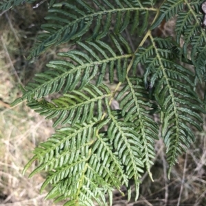 Pteridium esculentum at Paddys River, ACT - 19 Jun 2022