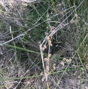 Juncus vaginatus at Paddys River, ACT - 19 Jun 2022