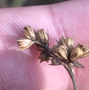 Juncus vaginatus at Paddys River, ACT - 19 Jun 2022