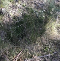 Juncus vaginatus at Paddys River, ACT - 19 Jun 2022