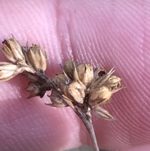 Juncus vaginatus at Paddys River, ACT - 19 Jun 2022