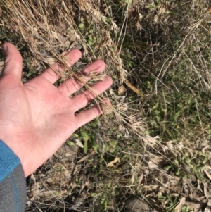 Themeda triandra at Paddys River, ACT - 19 Jun 2022