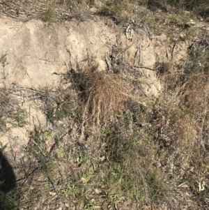 Themeda triandra at Paddys River, ACT - 19 Jun 2022