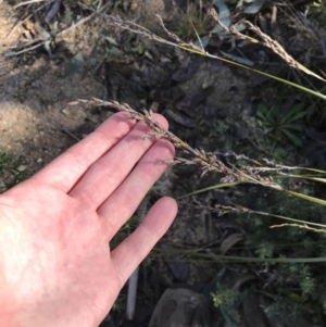 Lepidosperma laterale at Paddys River, ACT - 19 Jun 2022