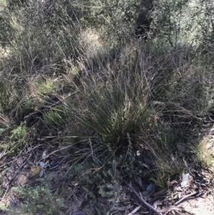 Lepidosperma laterale at Paddys River, ACT - 19 Jun 2022