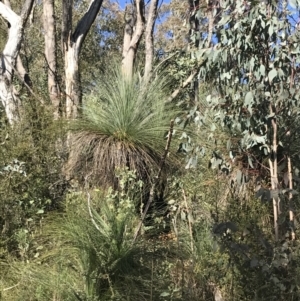 Xanthorrhoea glauca subsp. angustifolia at Paddys River, ACT - 19 Jun 2022