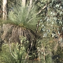 Xanthorrhoea glauca subsp. angustifolia at Paddys River, ACT - 19 Jun 2022