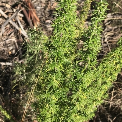 Cassinia aculeata subsp. aculeata (Dolly Bush, Common Cassinia, Dogwood) at Tidbinbilla Nature Reserve - 19 Jun 2022 by Tapirlord