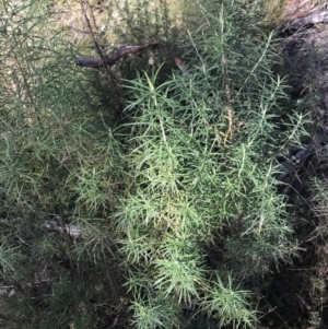 Cassinia longifolia at Paddys River, ACT - 19 Jun 2022