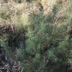 Cassinia longifolia at Paddys River, ACT - 19 Jun 2022