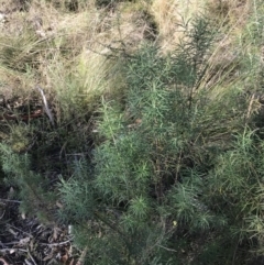 Cassinia longifolia at Paddys River, ACT - 19 Jun 2022