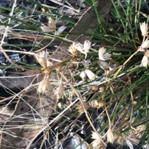 Juncus homalocaulis at Paddys River, ACT - 19 Jun 2022 11:48 AM