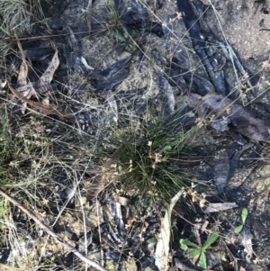 Juncus homalocaulis at Paddys River, ACT - 19 Jun 2022 11:48 AM