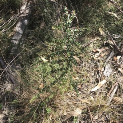Bursaria spinosa (Native Blackthorn, Sweet Bursaria) at Paddys River, ACT - 19 Jun 2022 by Tapirlord