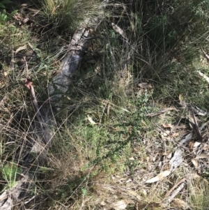 Bursaria spinosa at Paddys River, ACT - 19 Jun 2022