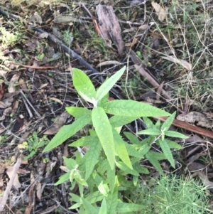 Olearia lirata at Paddys River, ACT - 19 Jun 2022