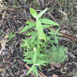 Olearia lirata at Paddys River, ACT - 19 Jun 2022