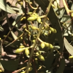 Eucalyptus dalrympleana subsp. dalrympleana (Mountain Gum) at Paddys River, ACT - 19 Jun 2022 by Tapirlord