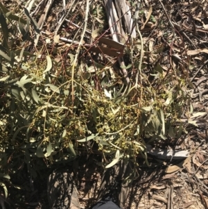 Eucalyptus dalrympleana subsp. dalrympleana at Paddys River, ACT - 19 Jun 2022