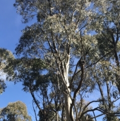 Eucalyptus dalrympleana subsp. dalrympleana at Paddys River, ACT - 19 Jun 2022 11:45 AM