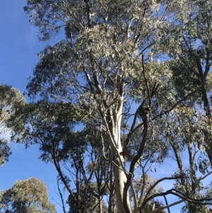 Eucalyptus dalrympleana subsp. dalrympleana at Paddys River, ACT - 19 Jun 2022
