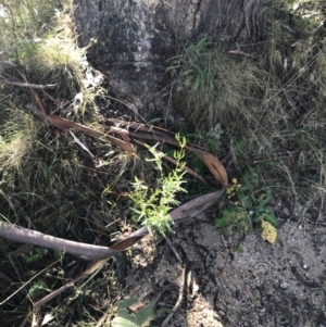Senecio hispidulus at Paddys River, ACT - 19 Jun 2022