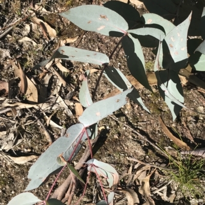 Eucalyptus dives (Broad-leaved Peppermint) at Paddys River, ACT - 19 Jun 2022 by Tapirlord