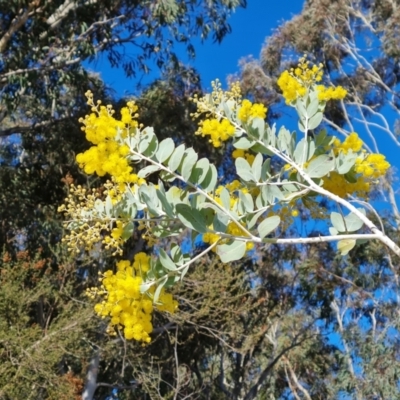 Acacia podalyriifolia (Queensland Silver Wattle) at Isaacs Ridge and Nearby - 25 Jun 2022 by Mike