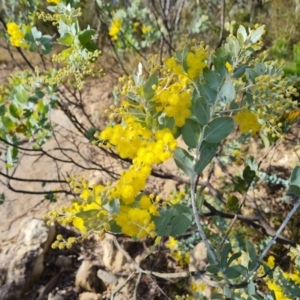 Acacia podalyriifolia at Isaacs, ACT - 25 Jun 2022