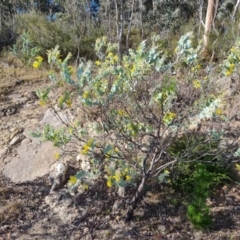 Acacia podalyriifolia at Isaacs, ACT - 25 Jun 2022