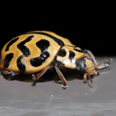 Cleobora mellyi (Southern Ladybird) at Acton, ACT - 24 Jun 2022 by TimL