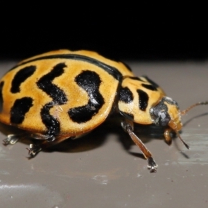 Cleobora mellyi at Acton, ACT - 24 Jun 2022