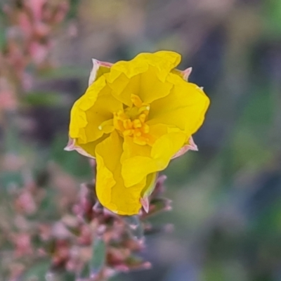 Hibbertia calycina (Lesser Guinea-flower) at Isaacs, ACT - 25 Jun 2022 by Mike